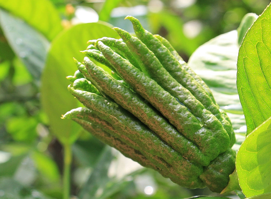 The 10 Wackiest Fruit Trees You Can Grow: Unusual, Exotic, and Totally Mind-Blowing!