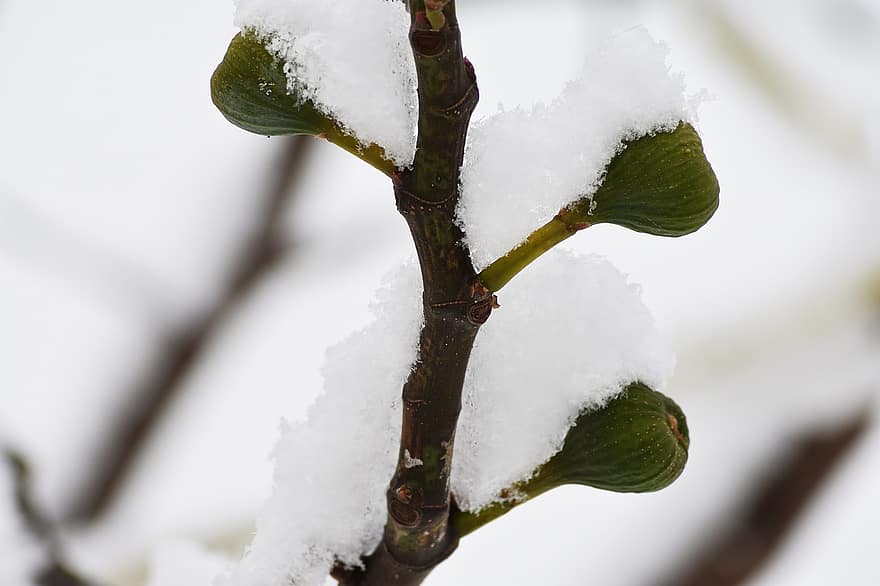 Best Cold Hardy Fig Varieties For Zone 6 & Up