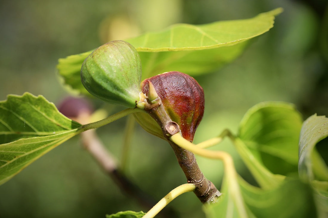 The Essential Guide to Thriving Fig Trees