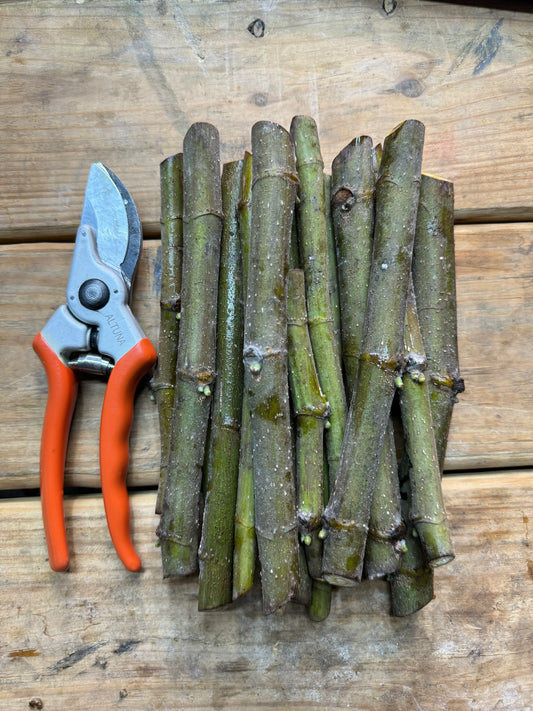 Ensuring Your Fig Cuttings Are Alive and Ready for Propagation