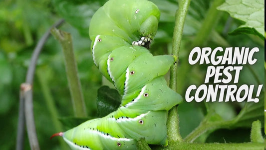 Natural Pest Control: How to Use Neem Oil on Your Fruit Trees