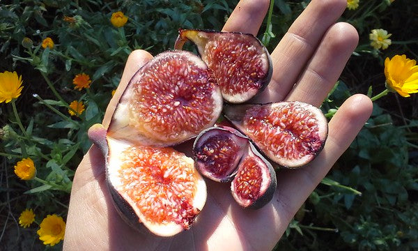 Tips for Taking Care of Fig Trees: How to Grow Figs in Cold Climates