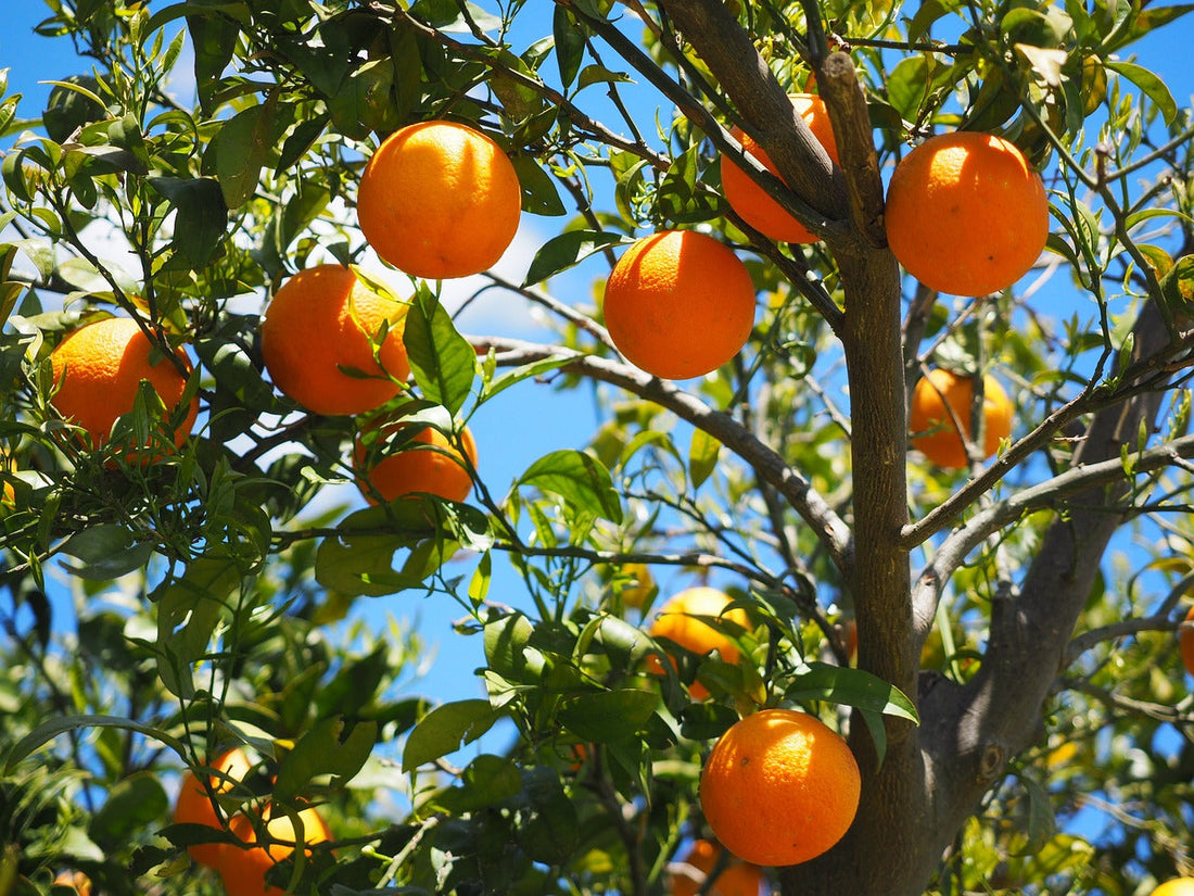 Citrus Tree Defoliation: Causes, Prevention, and Solutions