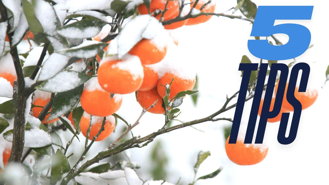 The Ultimate Guide to Citrus Tree Winter Care