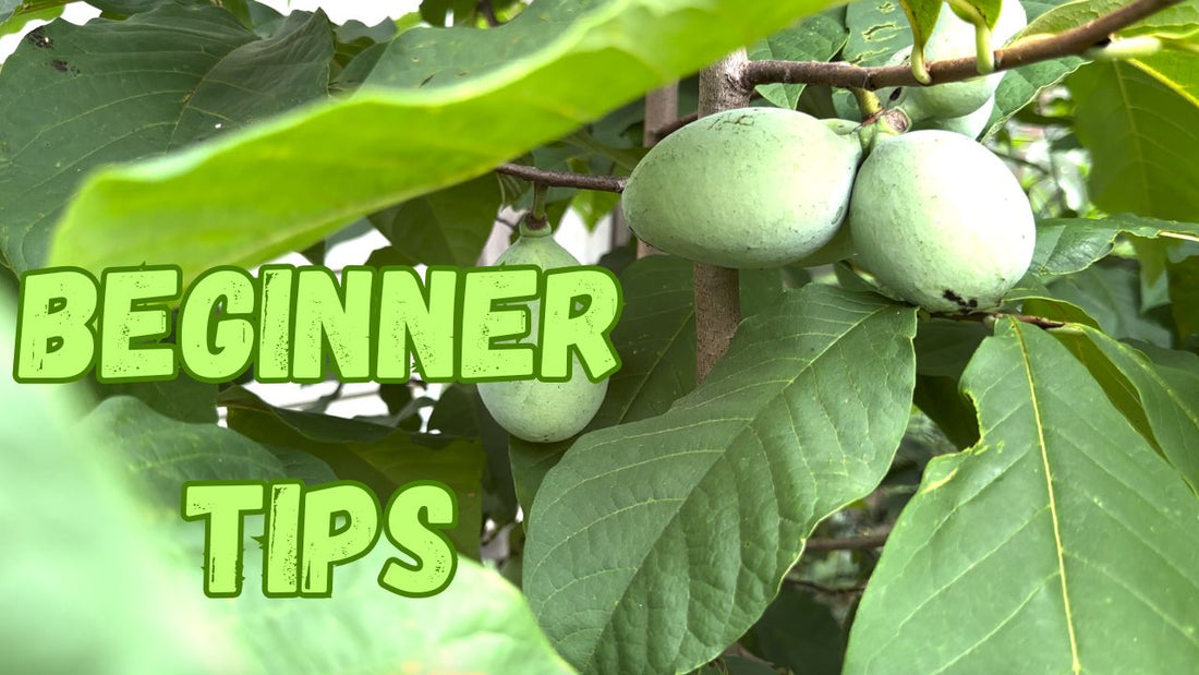 A Comprehensive Guide to Growing Pawpaws: Tips for Beginners