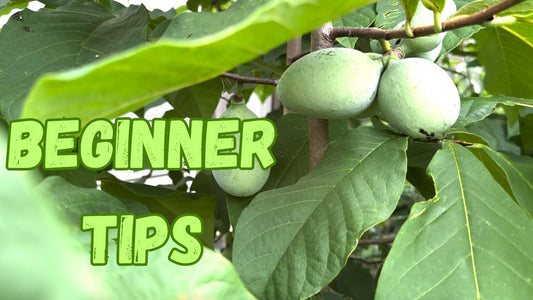 A Comprehensive Guide to Growing Pawpaws: Tips for Beginners