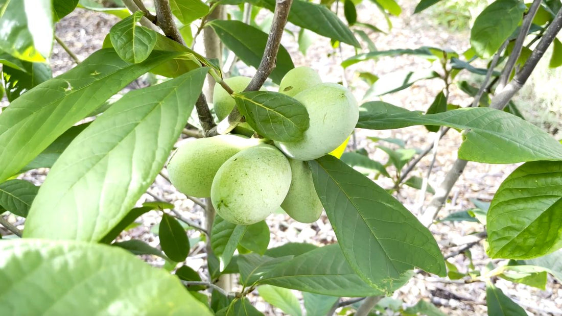 5 rare and common fruit trees you need to grow!! How long will it take to get fruit?