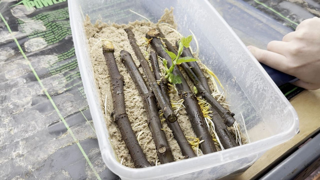Common Sand Propagation Issues Explained – The American Fig Company