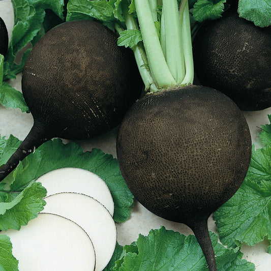 Black Spanish Radish (Organic)