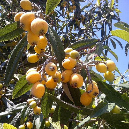 Orange Dream Loquat