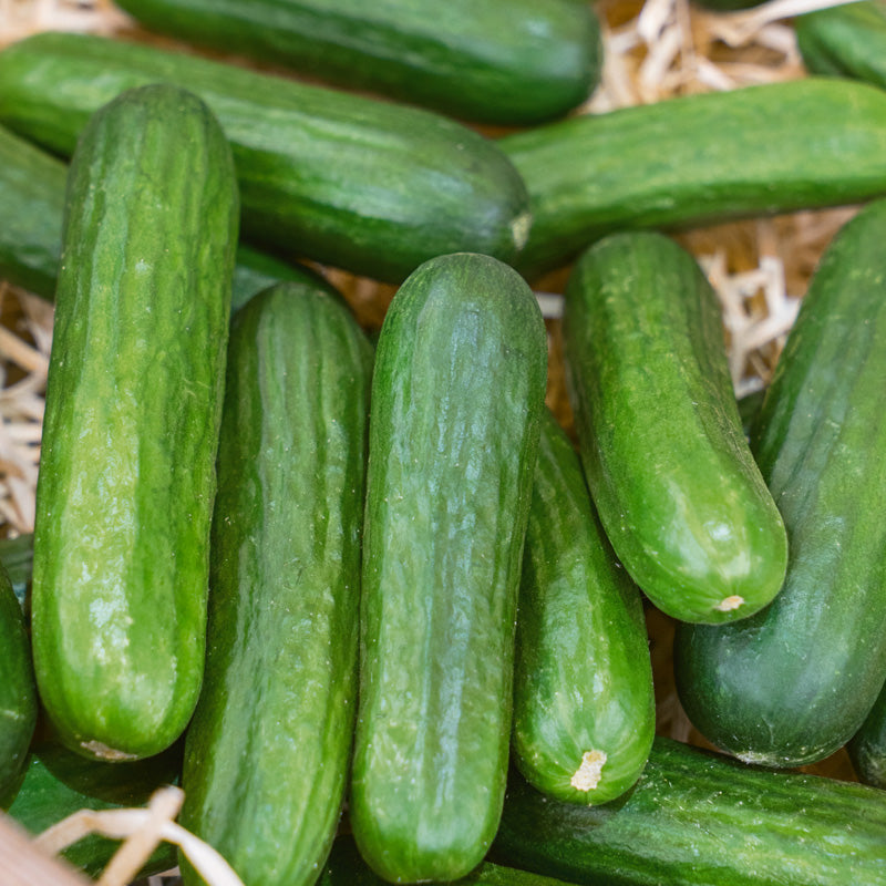 Muncher Cucumber Seeds (Organic)