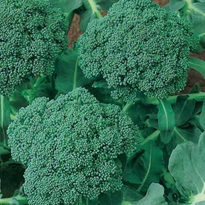 Calabrese Broccoli Seeds (Organic)