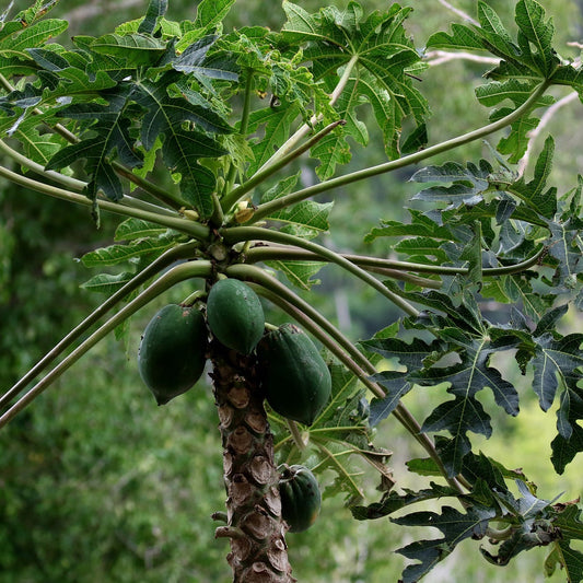 Dwarf Hawaiian Papaya