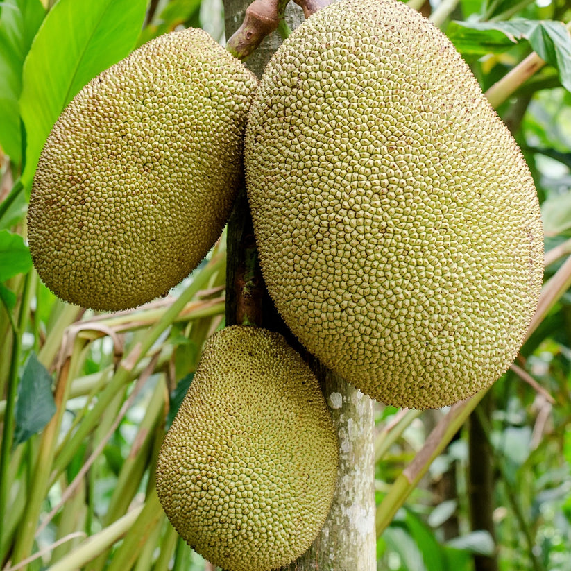 Jackfruit The American Fig Company