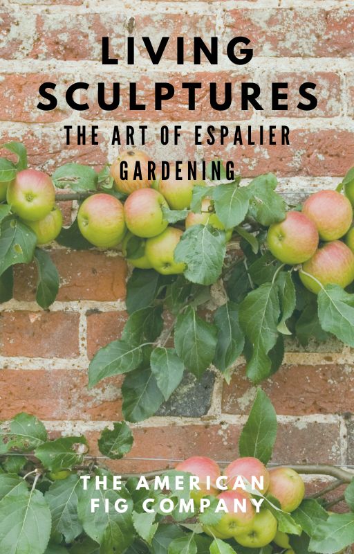 Living Sculptures: The Art of Espalier Gardening (E-Book)