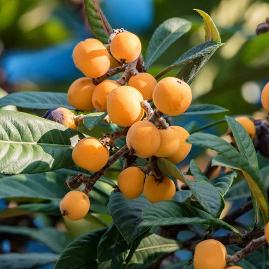 Strawberry Loquat