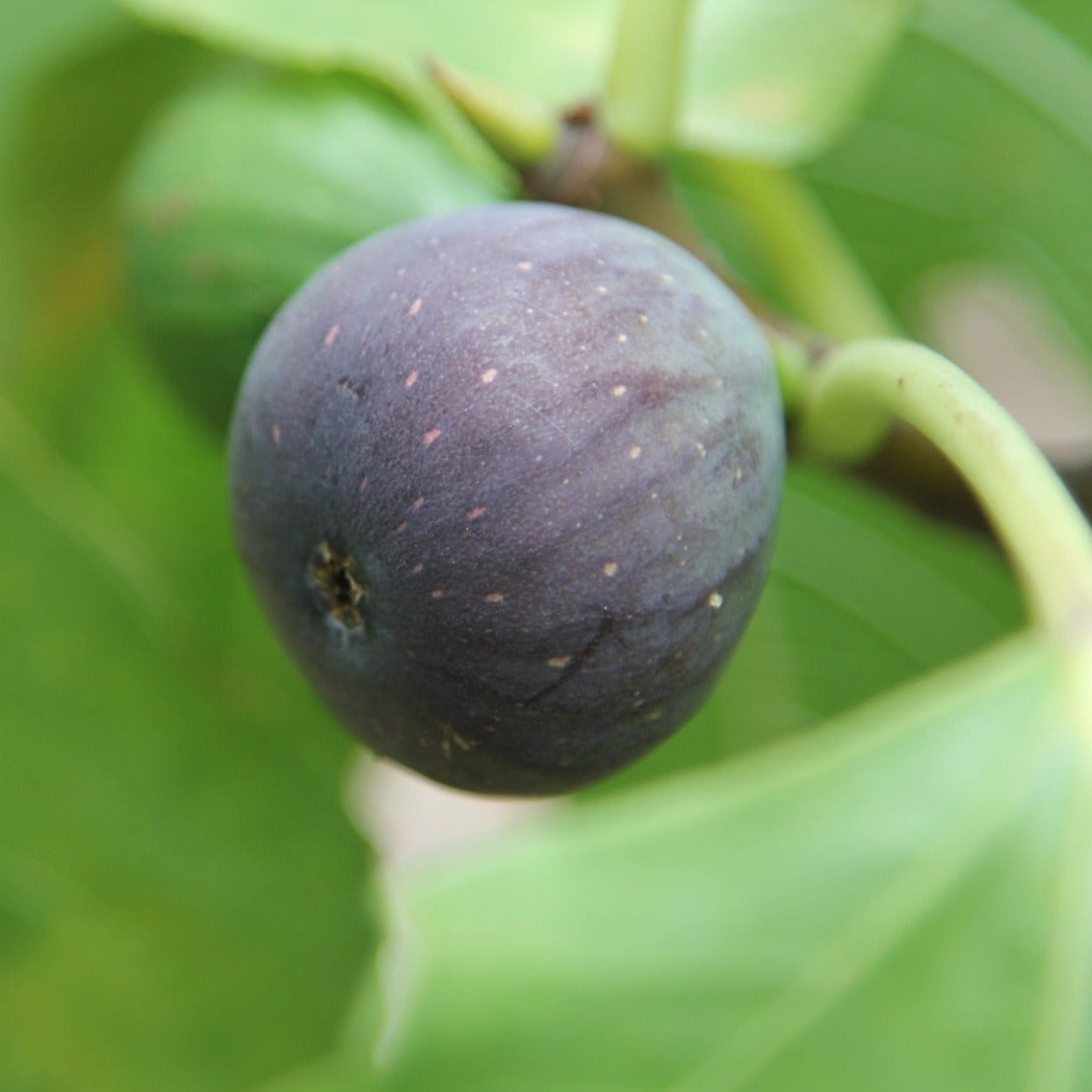 Negronne (rooted) – The American Fig Company