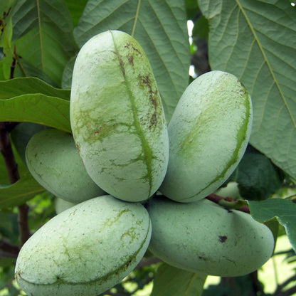 Pawpaw Tree