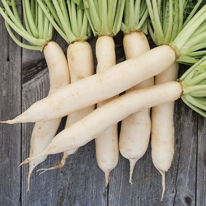 Daikon Radish (Organic)