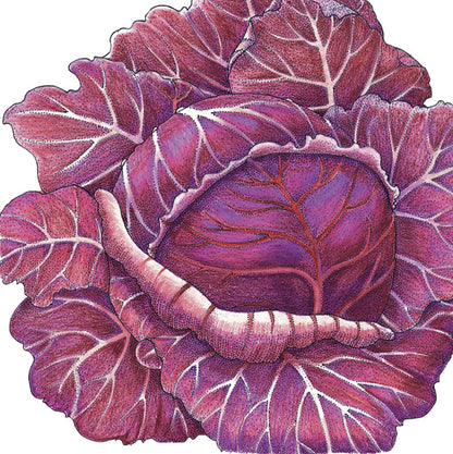 Express Red Cabbage Seeds (Organic)