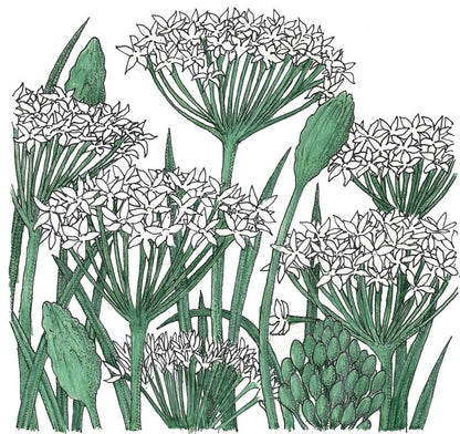 Garlic Chives Seeds (Organic)