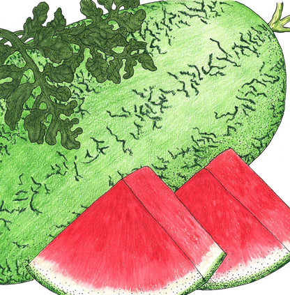 Crimson Sweet Watermelon Seeds (Organic)