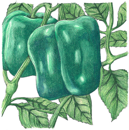 Cal Wonder Sweet Pepper Seeds (Organic)