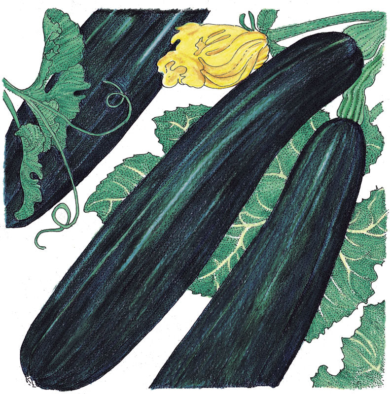 Black Beauty Summer Squash Seeds (Organic)