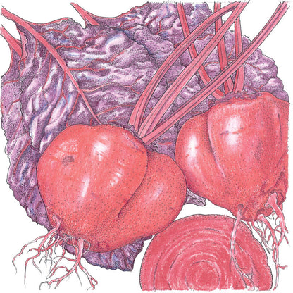 Bull's Blood Beet Seeds (Organic)