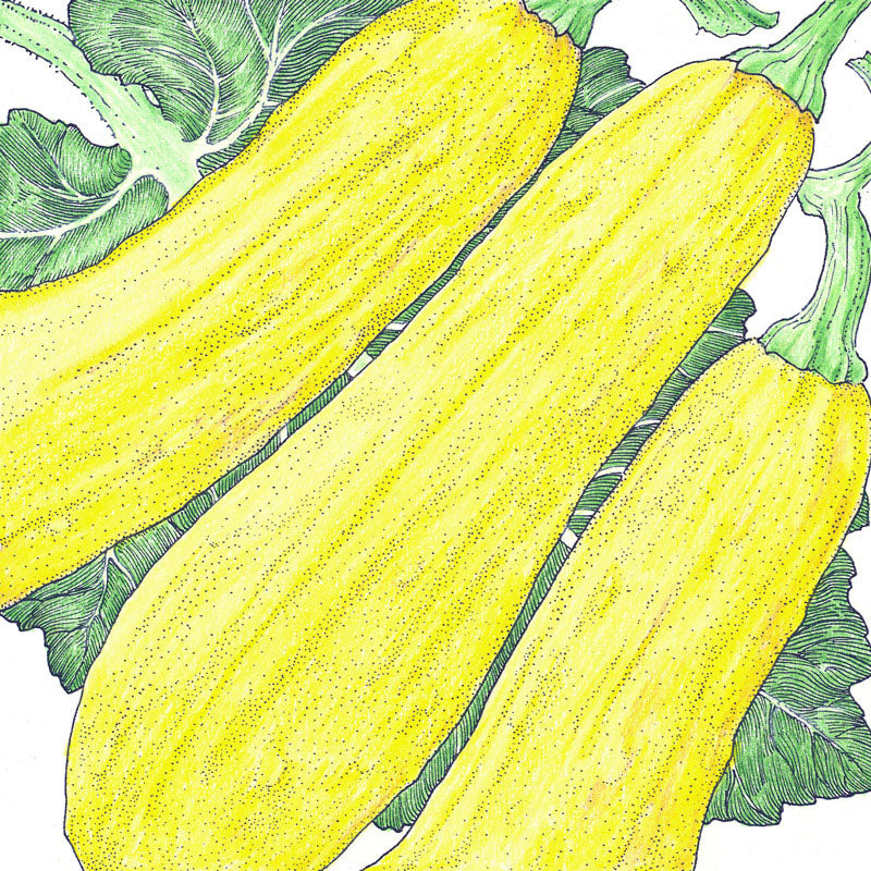 Early Straightneck Summer Squash Seeds (Organic)