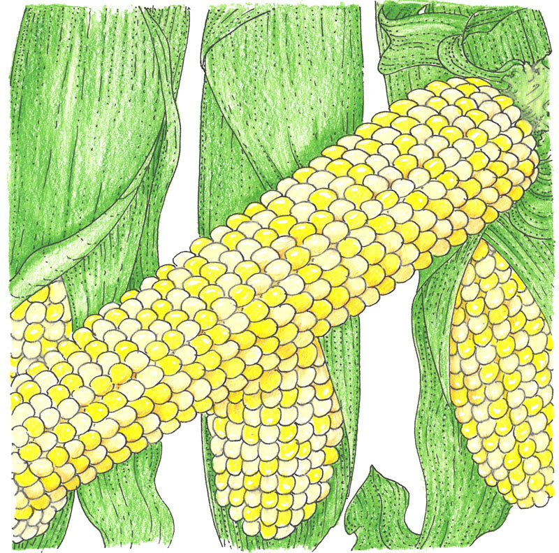 Double Standard Corn Seeds (Organic)