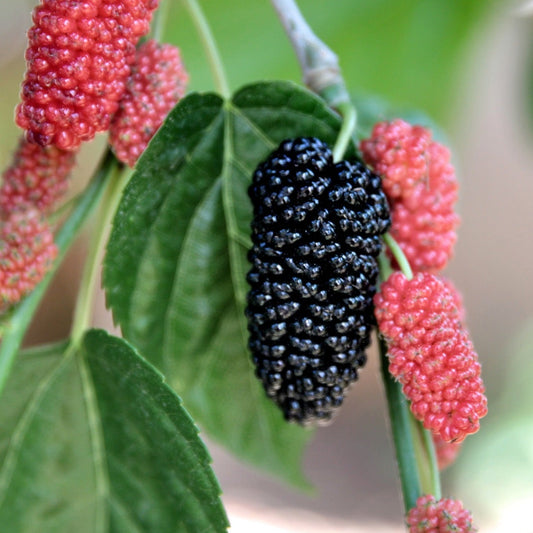 Trader Mulberry (cuttings)