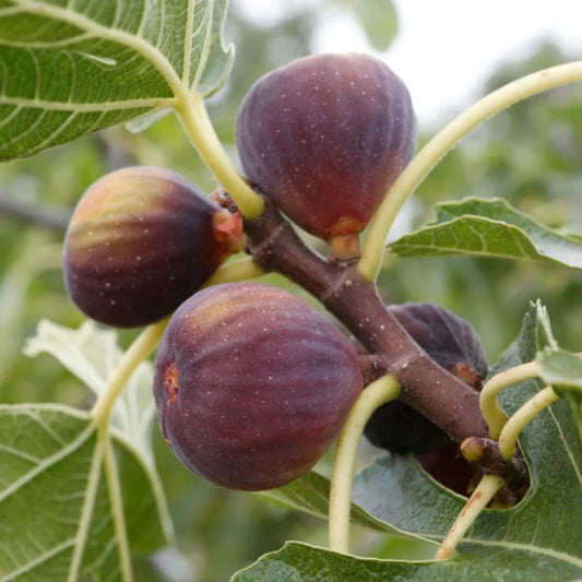 Olympian Fig (rooted)