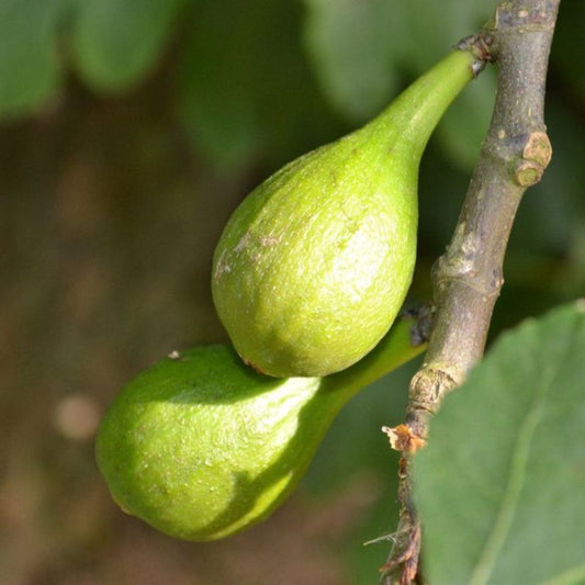 Yellow Long Neck Fig (rooted)