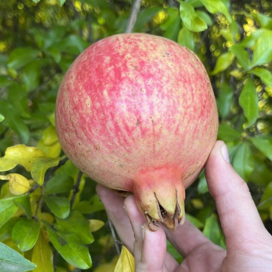 Kaj Acik Pomegranate