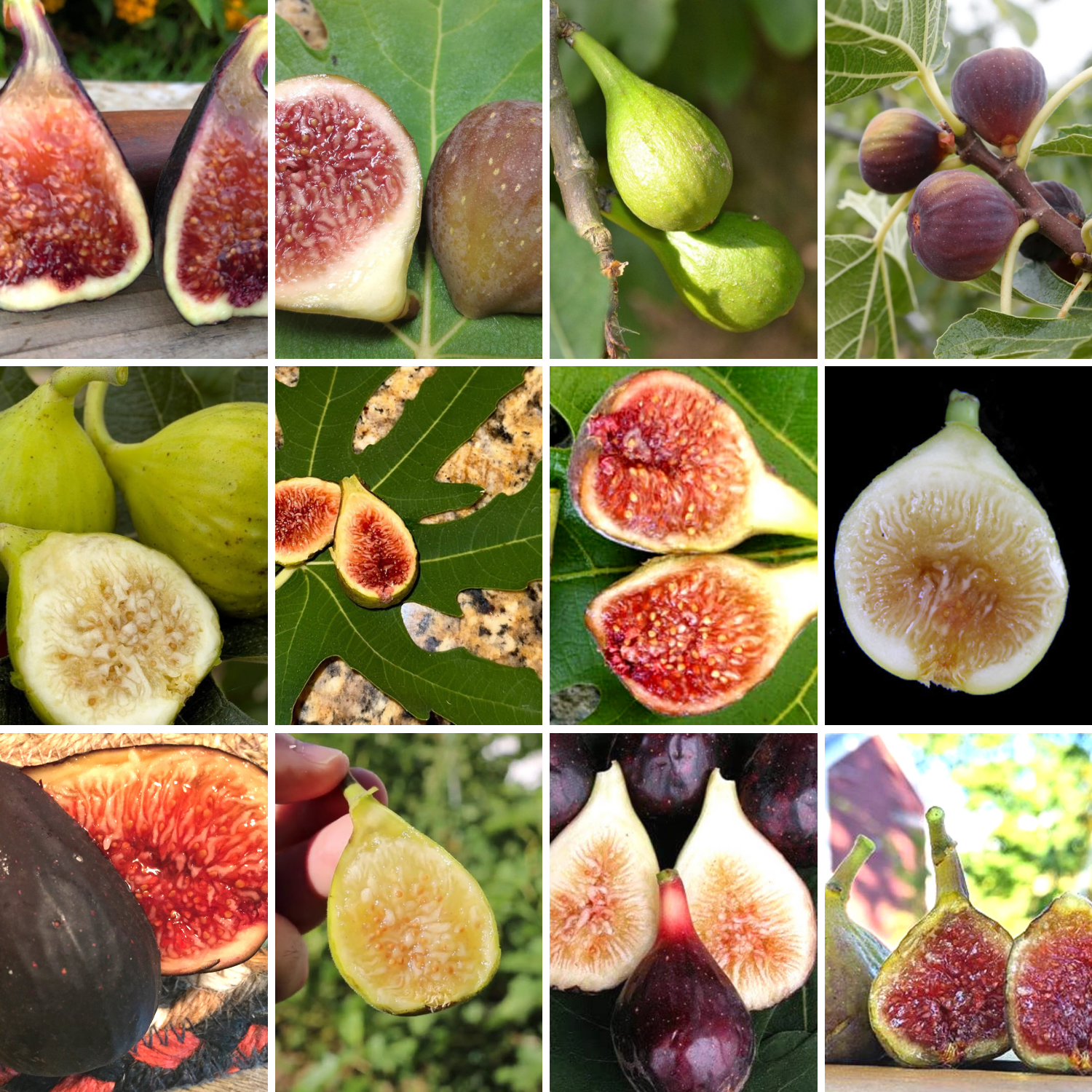 Master Garden Fig Bundle – The American Fig Company