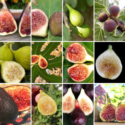 Master Garden Fig Bundle