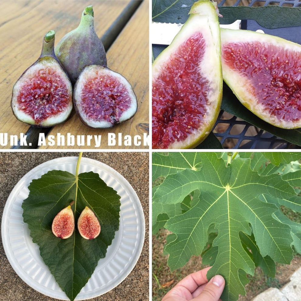 Rare Fig Package 1 The American Fig Company