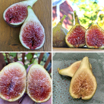 Largest Rare Cold Hardy Fig Cutting Variety Collection In The World ...