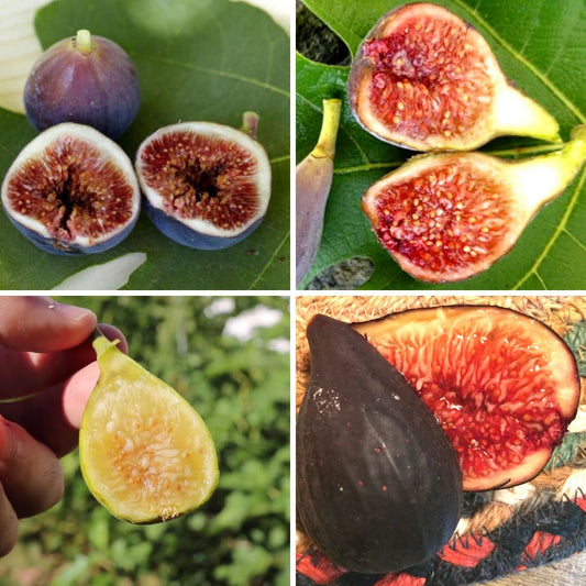 Container Fig Tree Package (Cuttings)