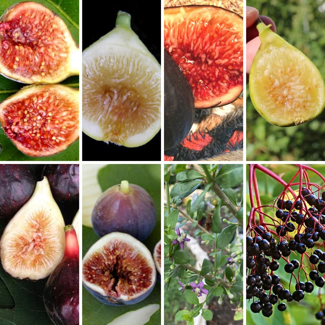 Largest Rare Cold Hardy Fig Cutting Variety Collection In The World ...