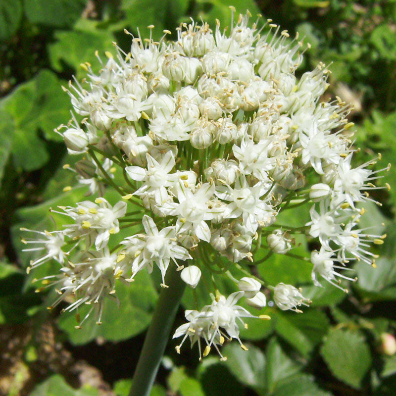 Garlic Chives Seeds (Organic)