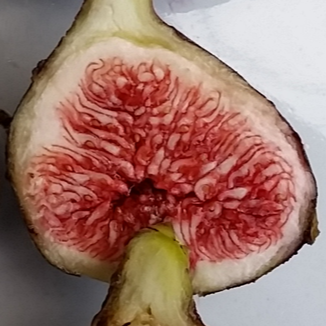 Apple Jack (Cuttings)