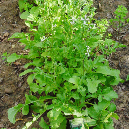 Arugula Greens Seeds (Organic)