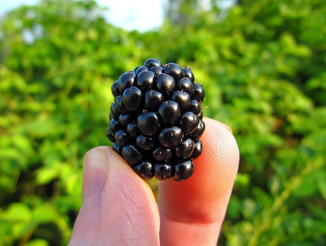 Triple Crown Blackberry