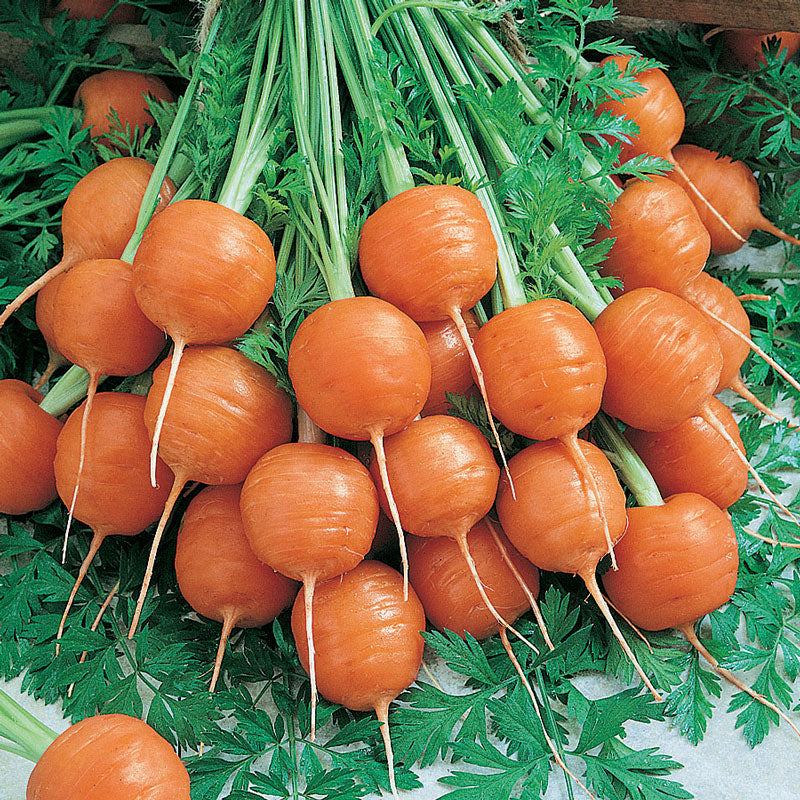 Parisian Carrot Seeds (Organic)