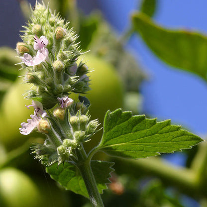 Catnip (Organic)