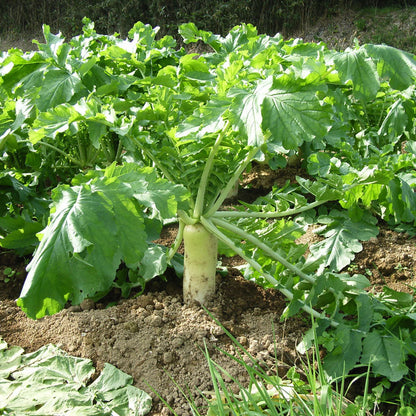 Daikon Radish (Organic)