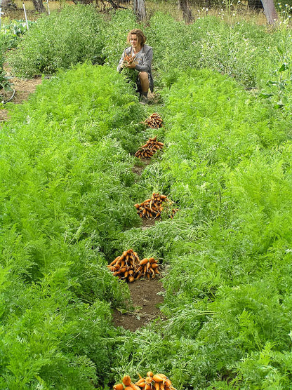 Danvers Carrot Seeds (Organic)