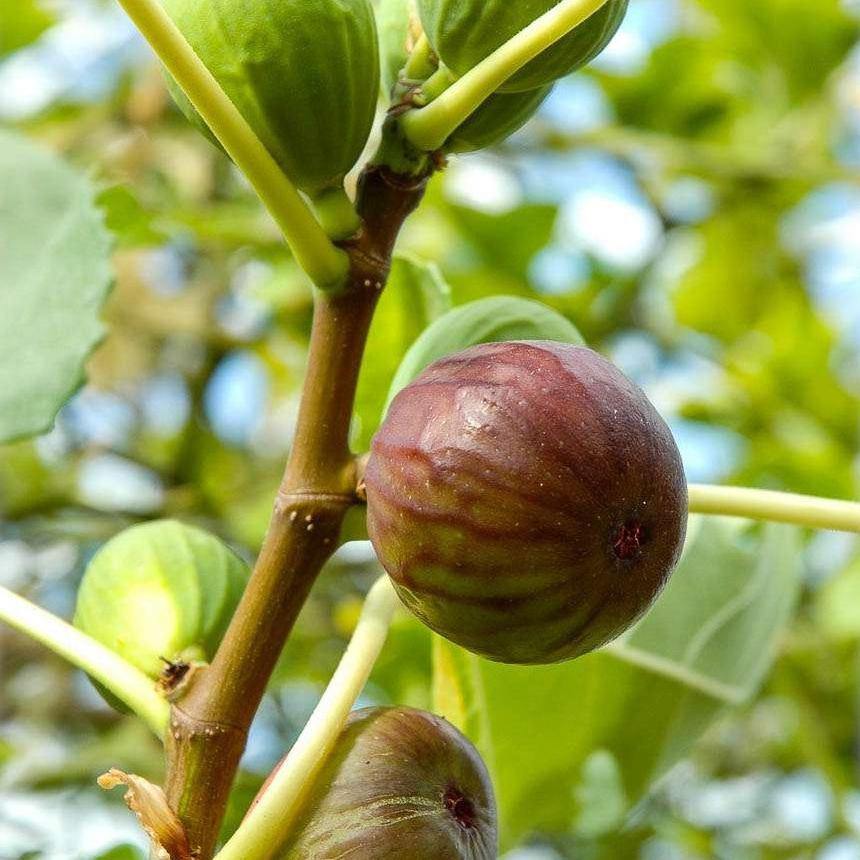 Der Grossen Feige (Cuttings)